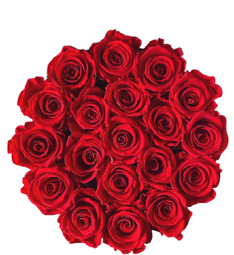 Italy - Preserved Roses